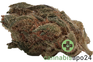 Buuo 20/1 FO Ultra Sour Sativa