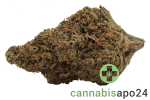 CannabiStada SEN 24/1