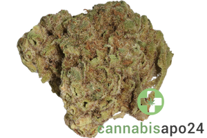 Coyote Valley 22/1 PWK Pinewood Kush