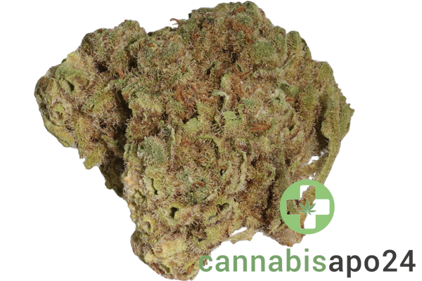 Coyote Valley 22/1 PWK Pinewood Kush