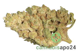 Coyote Valley 24/1 GRG Grizzly Glue