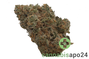 Craft ALOHA 31/1 White Widow x Trainwreck