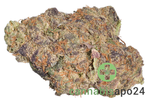 DrWatson 28 RP AUS Rainbow Pavé