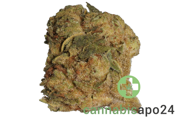 HiDealz 24/1 MS PAB Papaya Bomb - smalls