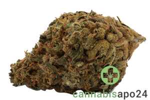 IMC THC20 T01 Hindu Kush