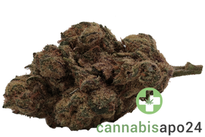 IMC GRZ THC22 MIDS Jungle Pop