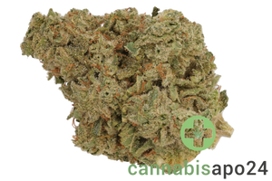 IMC Token GC THC23 Gorilla's Chocolate