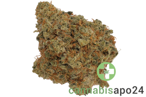 Island Genetics KOGP 27/1 Kool Grapes