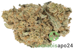 Island Genetics LMHD 27/1 Lime Heads