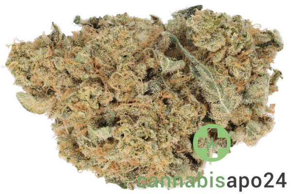 Island Genetics LMHD 27/1 Lime Heads