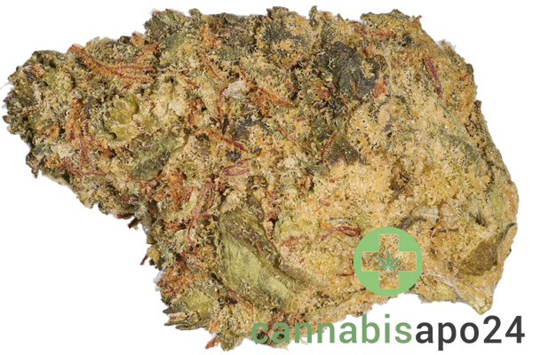 Kush Collective CBH 30/1 Cuban Haze