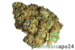 Lit 35/1 STA Sticky Apple