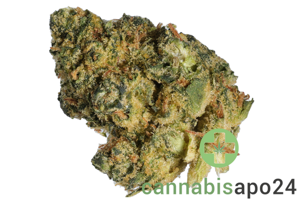 Lit 35/1 STA Sticky Apple