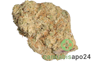 Medical Saints 21/1 MC1 Mac 1