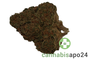 NOC AS 25 ARG Amnesia Kush x Sherbet Shocker
