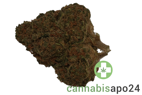 NOC AS 25 ARG Amnesia Kush x Sherbet Shocker