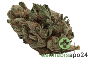 Navcora THC18 Spotlight Porto Sirius