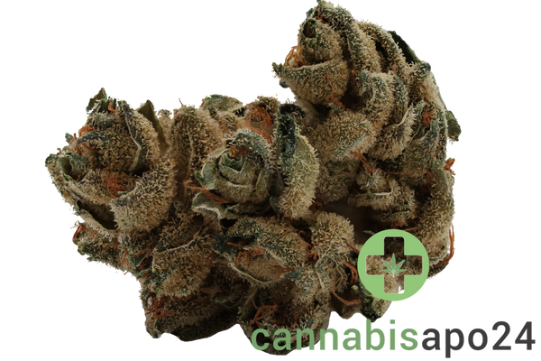 Navcora THC22 Spotlight Porto Sirius