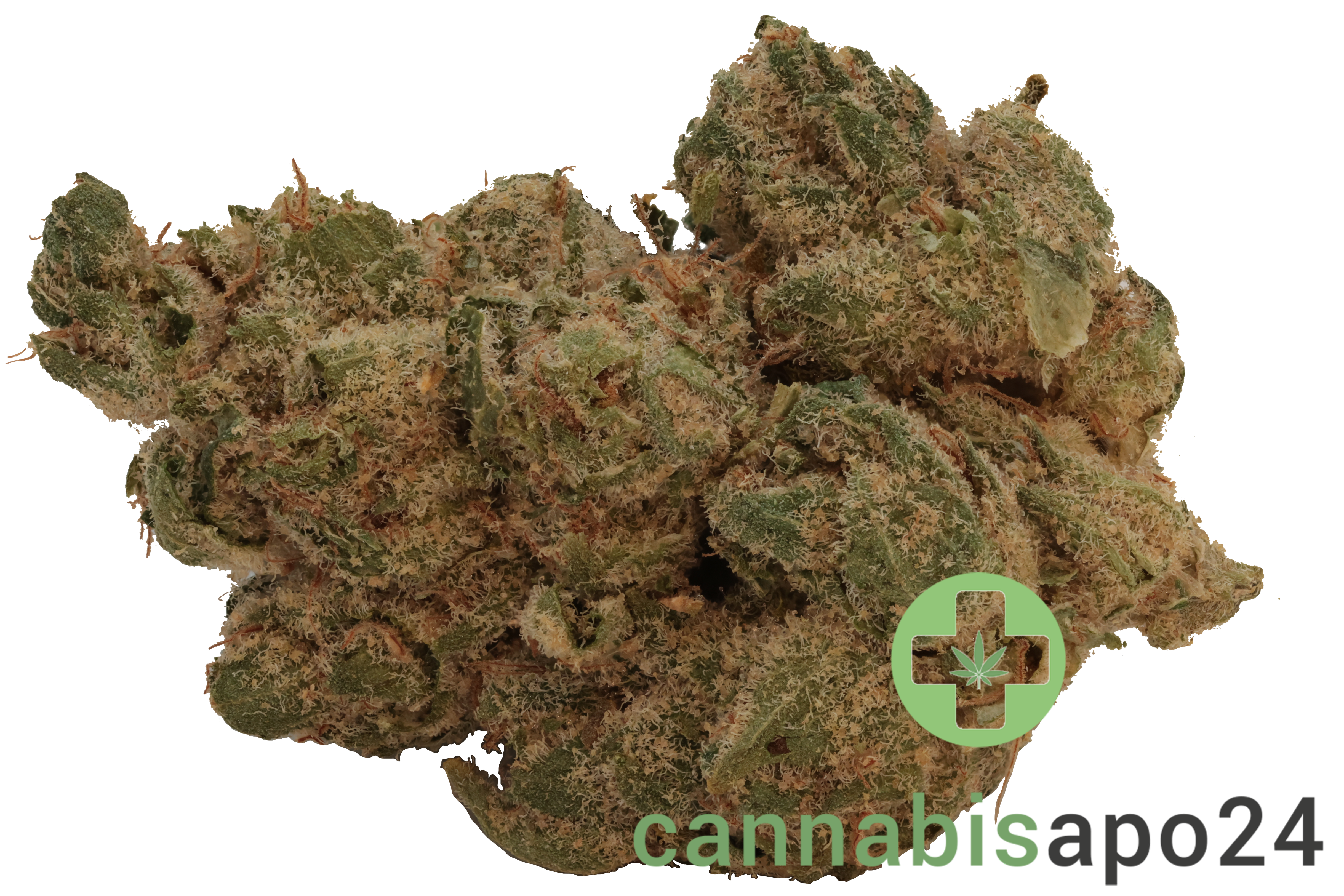 Origine Nature GG 21/1 Golden Gauth