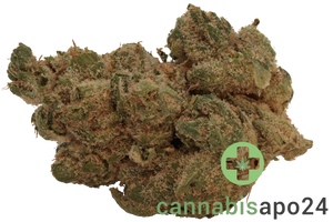 Origine Nature GG 21/1 Golden Gauth