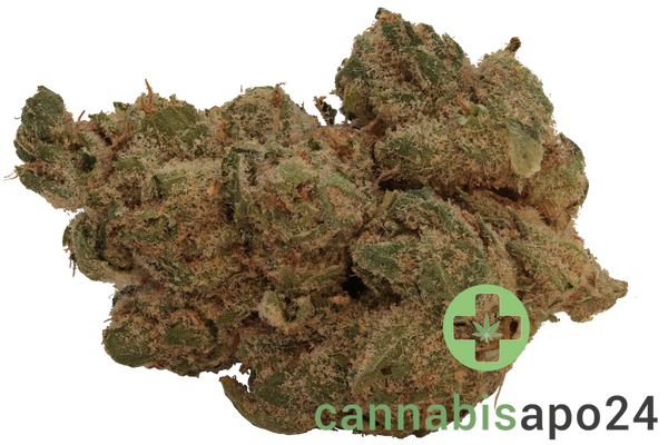 Origine Nature GG 21/1 Golden Gauth