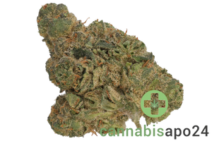 Pedanios 29/1 PND CA - Pink Diesel