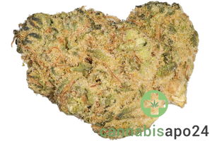 SHÜSH 27/1 SLO Say less OG
