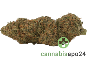 Sinceritas Sativa Verum 24/1 BG Blueberry Gelato