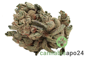 Tilray THC22 Spotlight Porto - Mango