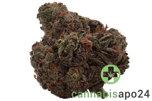 Tilray THC22 Spotlight Porto King Sherb