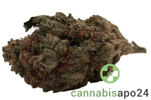 Zoiks 26/1 SR Space Rider