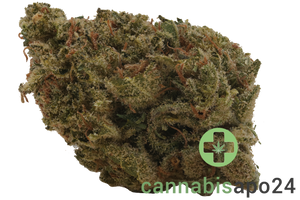BG 15 PBH COL Panama Haze