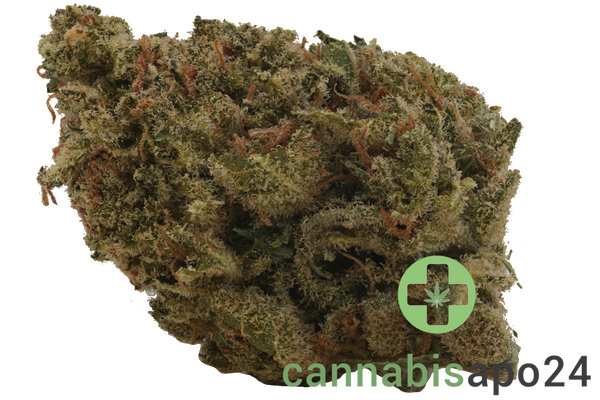 BG 15 PBH COL Panama Haze