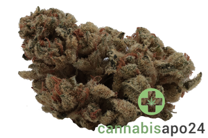 aleph Ruby 24/1 Kosher Tangie