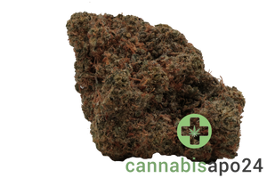 All Nations LT 25/1 PT Lemon Tartz