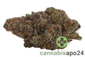 24/1 Amici BH Blueberry Headband