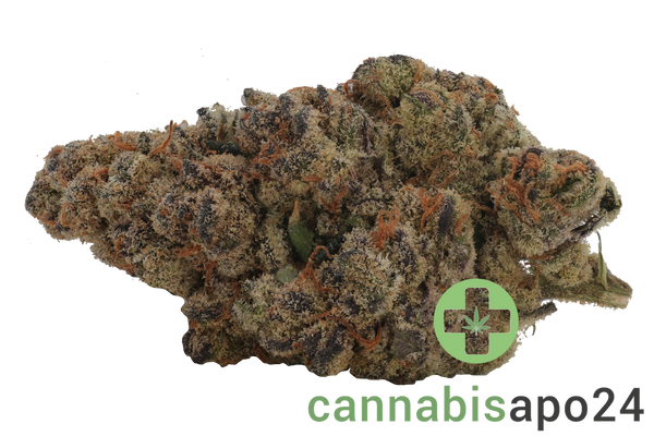 24/1 Amici BH Blueberry Headband