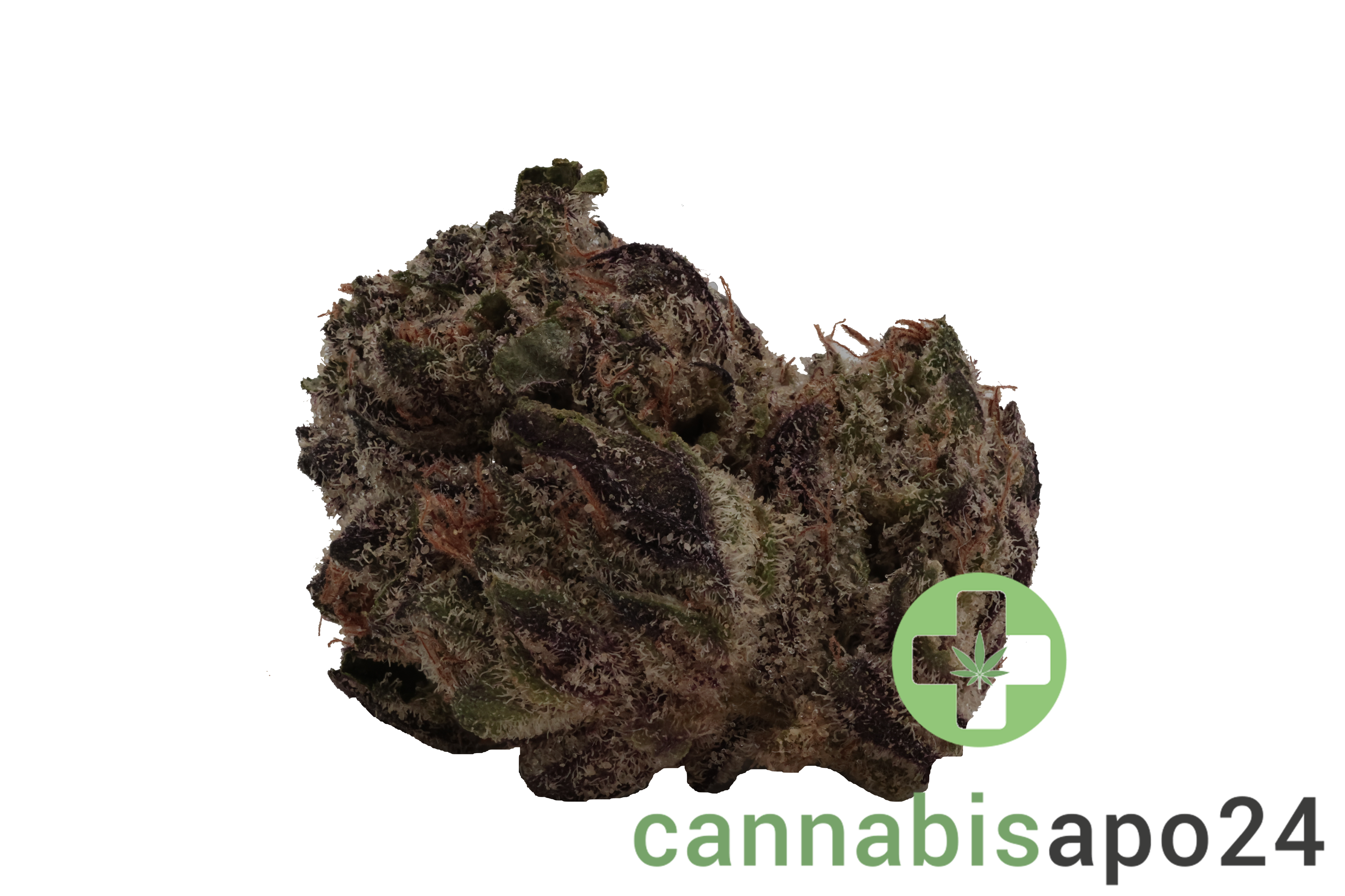 24/1 Amici GB Godberry