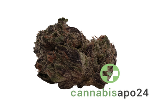 24/1 Amici GB Godberry