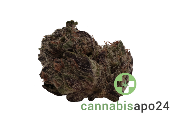 24/1 Amici GB Godberry