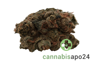 26/1 Amici UL Ultra Limelight