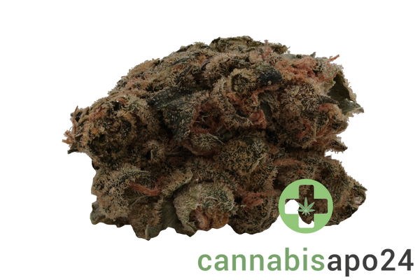 26/1 Amici UL Ultra Limelight