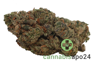 Amici 28/1 CLD Clementine Dream