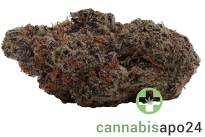 28/1 Amici RV Red Velvet