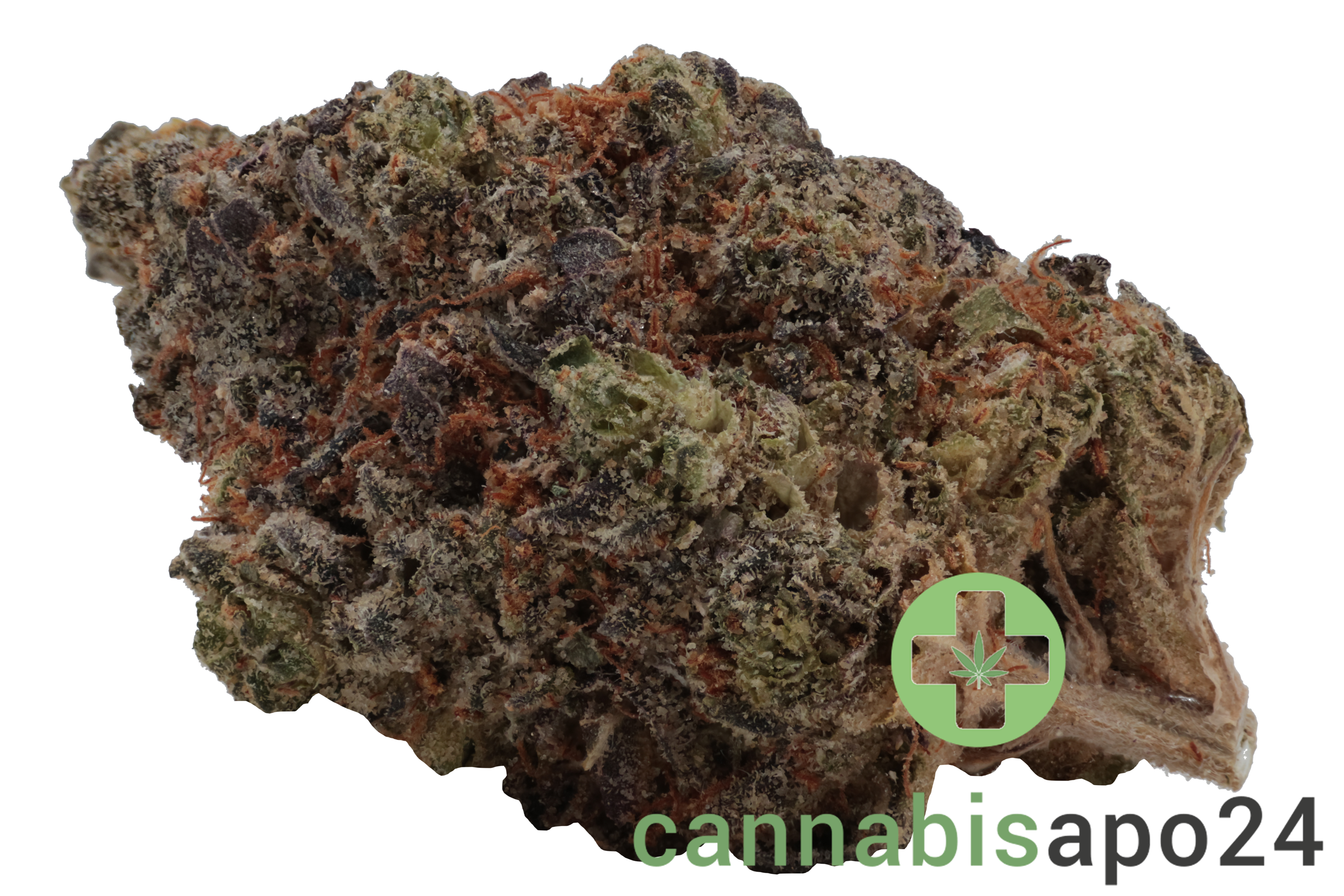 29/1 Amici HS High Society