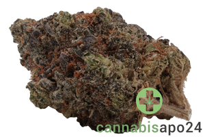 29/1 Amici HS High Society