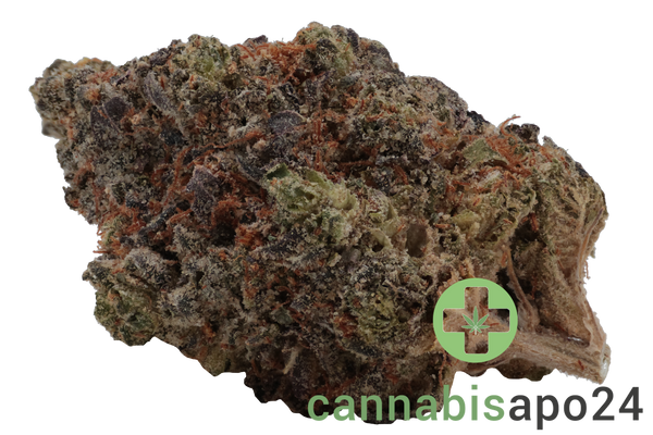 29/1 Amici HS High Society