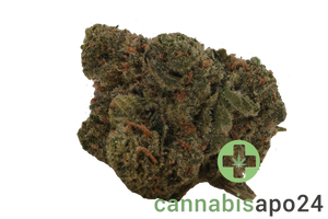 29/1 Amici SLE Sour Lemon OG