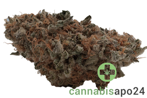 30/1 Amici CRL Crystal Locomotive