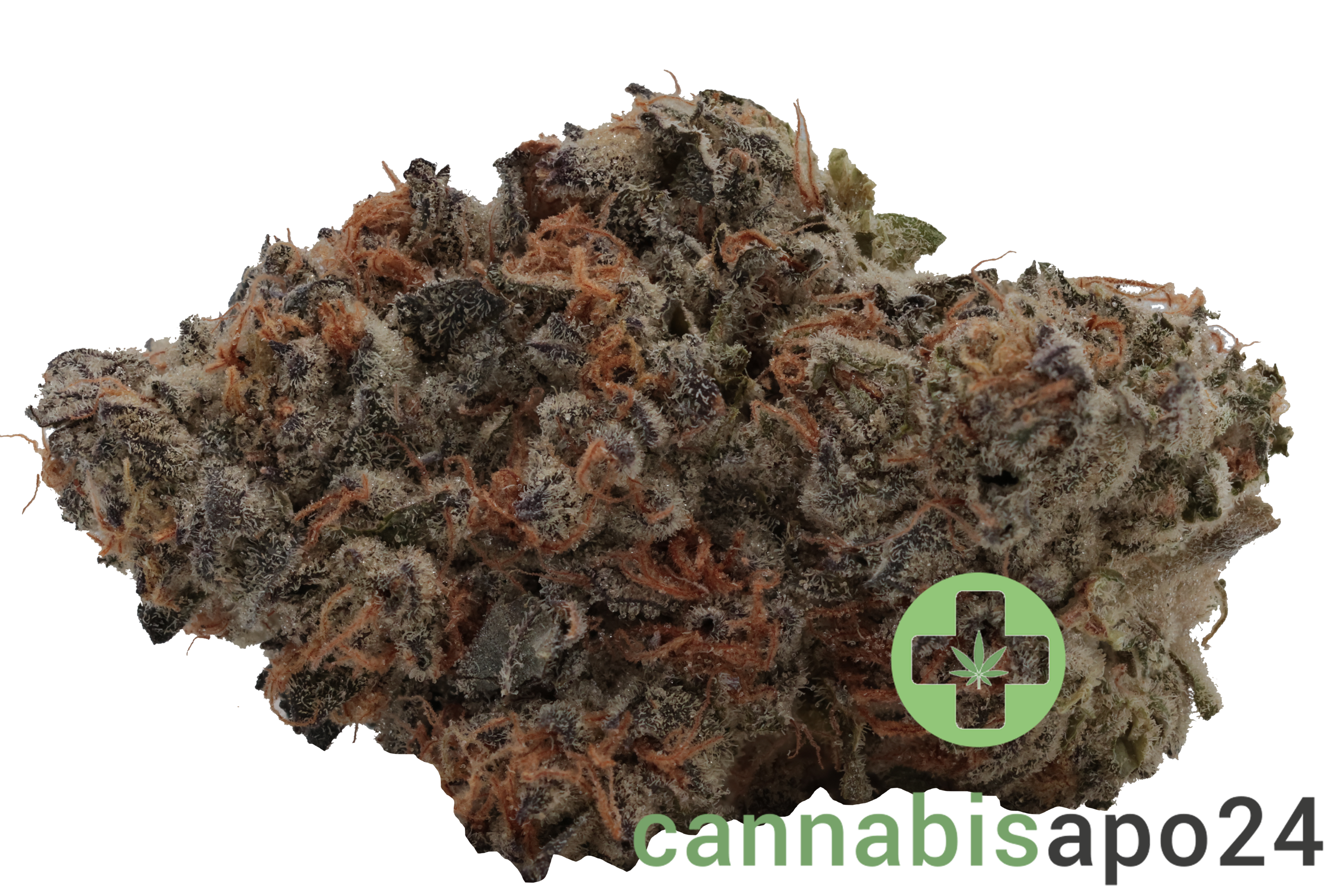 30/1 Amici SP Scotti’s Purps